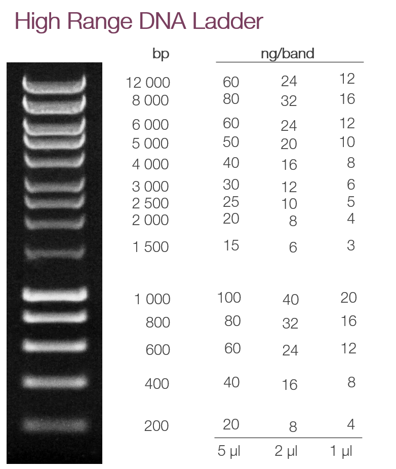 High Range DNA Ladder