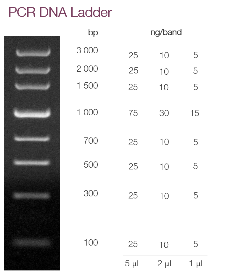 PCR DNA Ladder